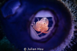 Tunicate shrimp by Julian Hsu 